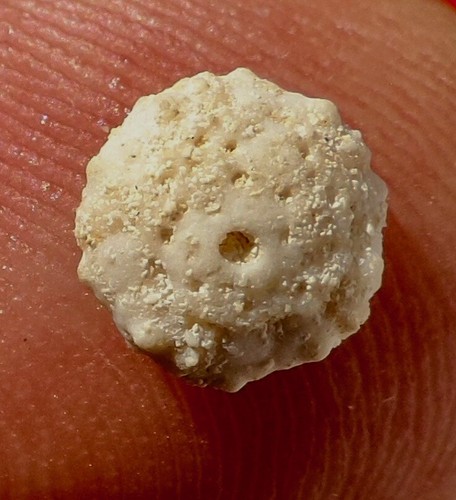 Oursin fossile maastrichtien - oursin,