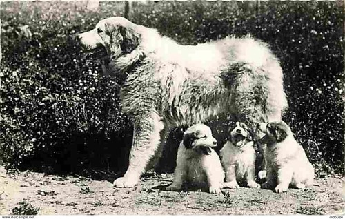 Carte postale animaux - carte,