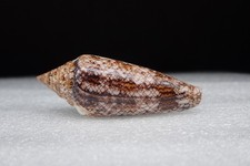 105 - Sea shells - Conus