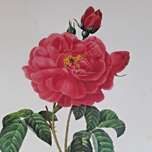 Pierre Joseph Redoute