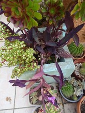 25=tres  grand lot  BOUTURES PLANTES GRASSES SUCCULENTES  AéONIUMS  sénécio+ etc