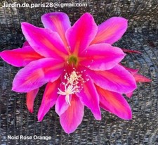 Epiphyllum Noid Rose Orange . Cactus Orchidée