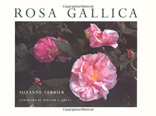 Rosa gallica paperback suzanne - rosa,