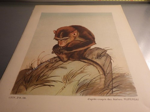 1920 singe monkey - 1920.singe,