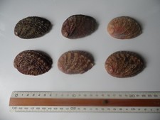 11 coquilles d'ormeau de Bretagne (Abalone)