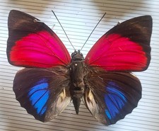 Agrias  claudina ssp. SARA