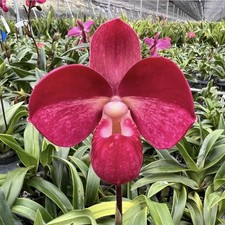 Phragmipedium Apollo (Fritz