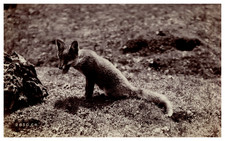 Charles Reed, Étude d'Animaux, Renard Tirant la Langue vintage albumen prin