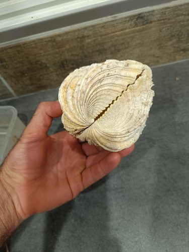 Coquillage bénitier complet - coquillage,