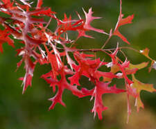 Quercus texana - Chêne rouge du Texas