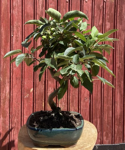Bonsaï pommier malus 10ans - malus,