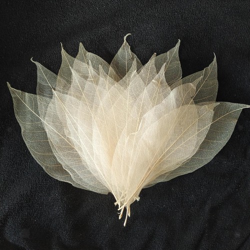 Feuilles squelette - feuilles,