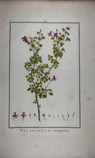 Redouté pelargonium - redoutÉ.,