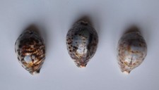Cypraea tigris - lot de trois