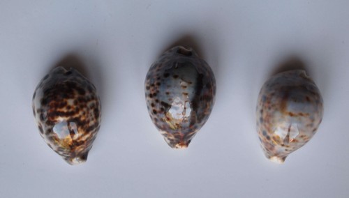 Cypraea tigris lot - cypraea,