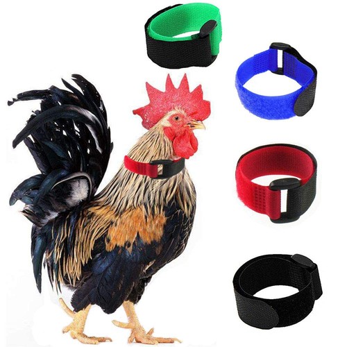 Pack crow rooster collar - pack,