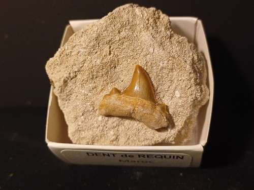 Dent requin otodus obliquus - dent,