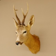 Chevreuil Tête Épaule