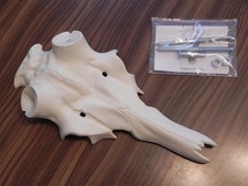 Crâne Artificiel De Cerf