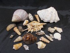 Lot de  Coquillages pour Collection ou cabinet de curiosité (Nautile, Cornus ..