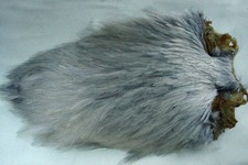 Cou coq Indien GRIS CLAIR