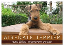 Terrier Airedale (Calendrier mural 2026 DIN A3 horizontal), CALVENDO calendrier 