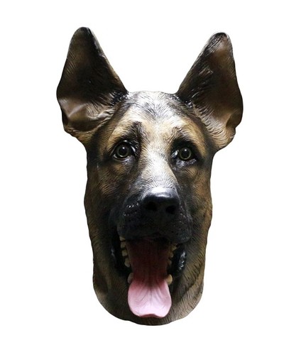 Allemand berger alsacien - allemand,