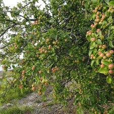 Malus sylvestris - Pommier sauvage
