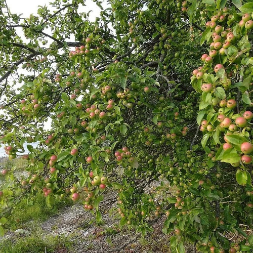 Malus sylvestris pommier - malus,