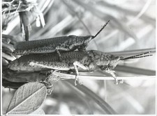 Grande photo - Macro photo - Criquet en gros plan - insect 