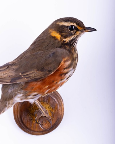 Taxidermy song thrush - song, wall