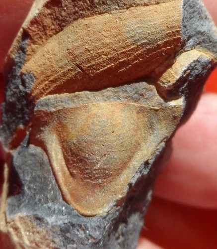 Hypostome trilobite - de,