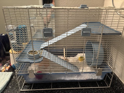 hamster