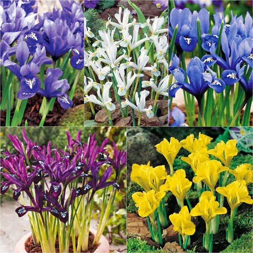 Bulbes iris réticulés - bulbes,
