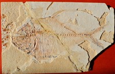 POISSON FOSSILE CRÉTACÉ DU
