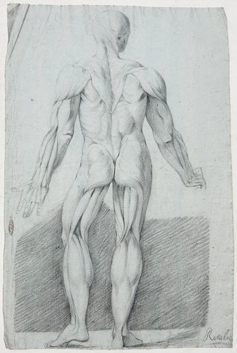 Dessin anatomie torse - anatomie,