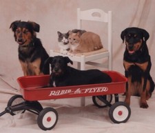 Group Of Pets Black And Tan