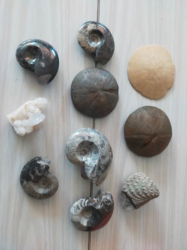 Lot coquillages mineraux - de,