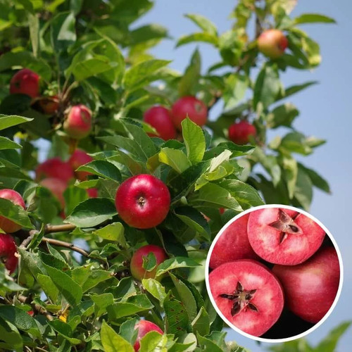 Pommier red merylinn - pommier, merylinn'