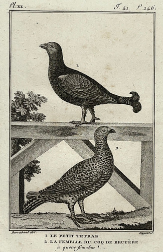 Petit tetras femelle coq - petit,