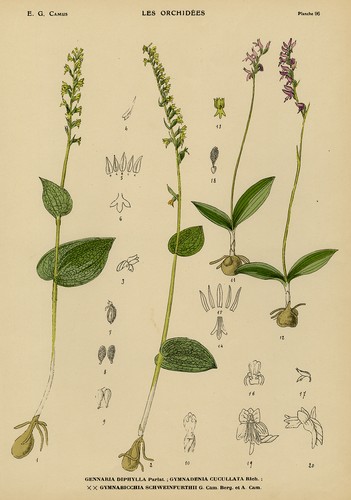 Antique print natural - antique, print-natural