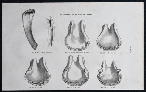 1882 dents mâchoires de - -,