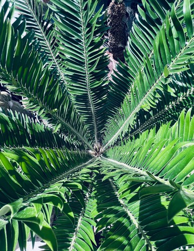 Encephalartos barteri - ,