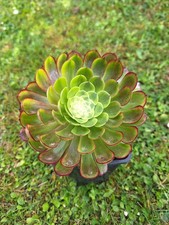 Aeonium fiesta easy - ,