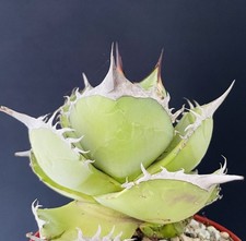 Mother Plant+Clones Agave Titanota Compact. Cactus Caudex Succulente Plante