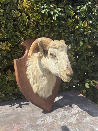 Rare taxidermie bélier mouton - taxidermie,