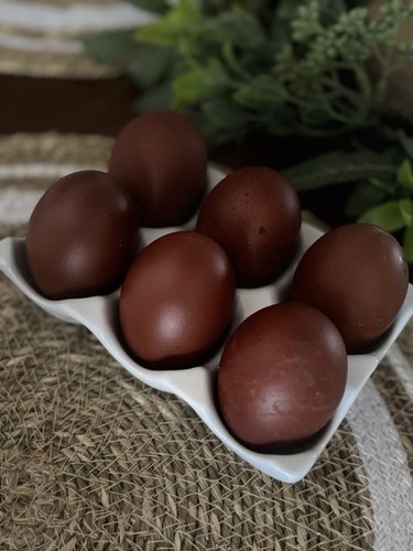 Black copper maran fertile - copper,