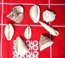 COQUILLAGES DIVERS - 8 -