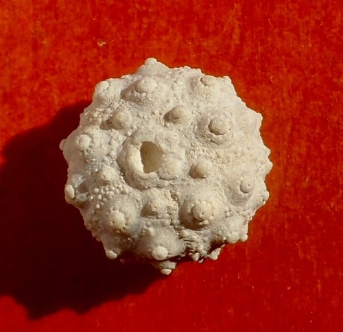 Oursin fossile jurassique des - oursin,