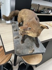 Renard/empaillé ancien/taxidermie/cabinet de curiosité/animaux/décor
